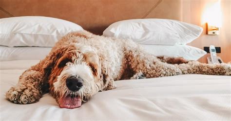 BringFido: Pet Friendly Hotels & Dog Travel Directory.